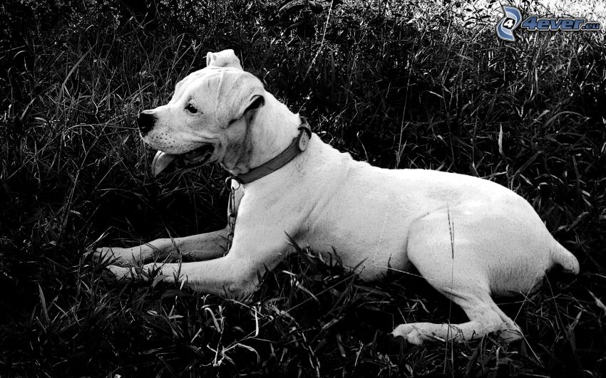 Labrador, black and white photo