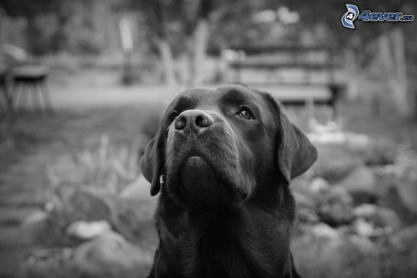 Labrador, black and white photo