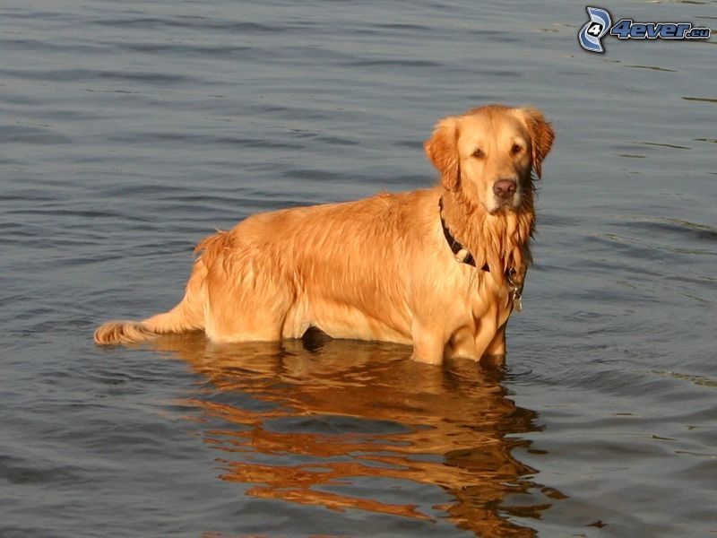 Labrador, dog in water