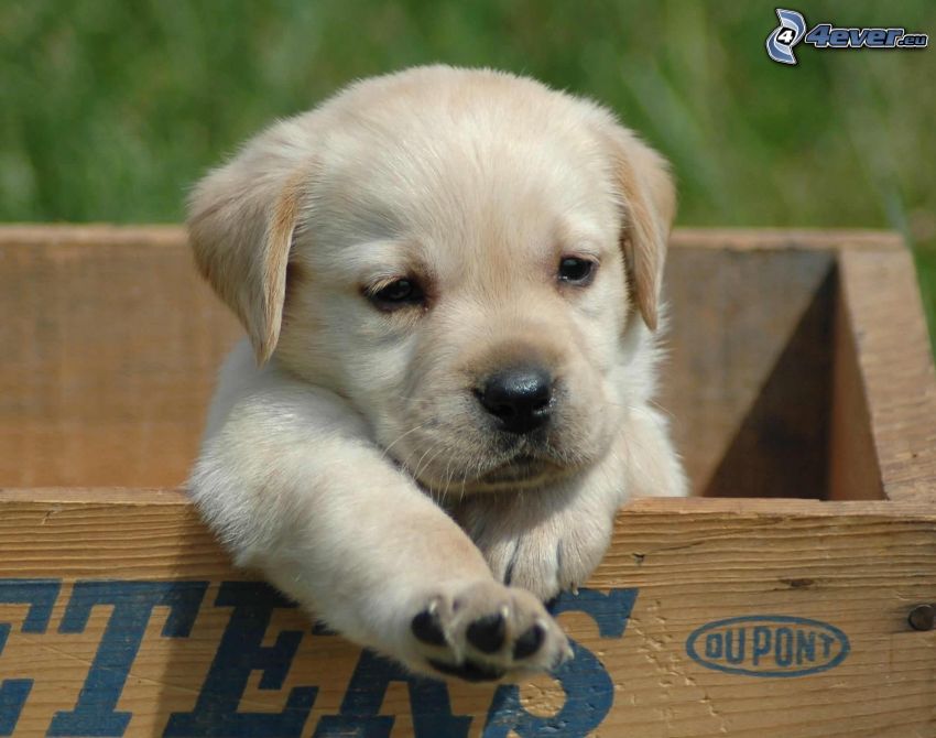 Labrador, puppy, box