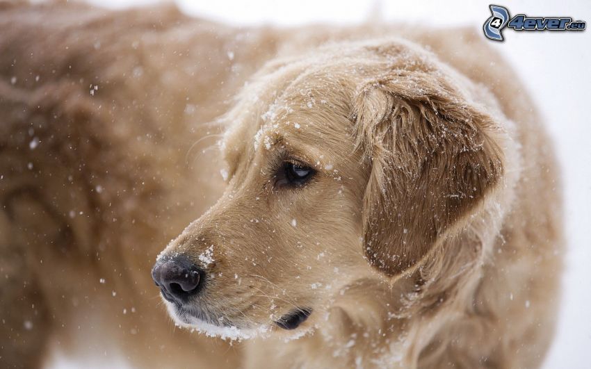 Labrador, snowfall