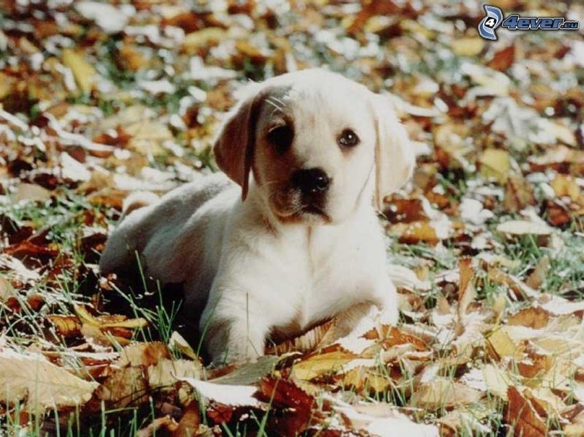 Labrador puppy, autumn leaves