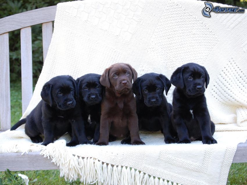 Labrador puppy, blanket, bench