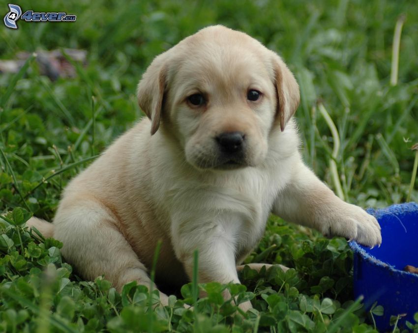 Labrador puppy, clover