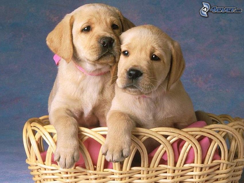 Labrador puppy, dogs in basket