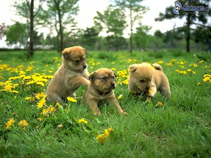 Labrador puppy, green meadow, yellow flowers