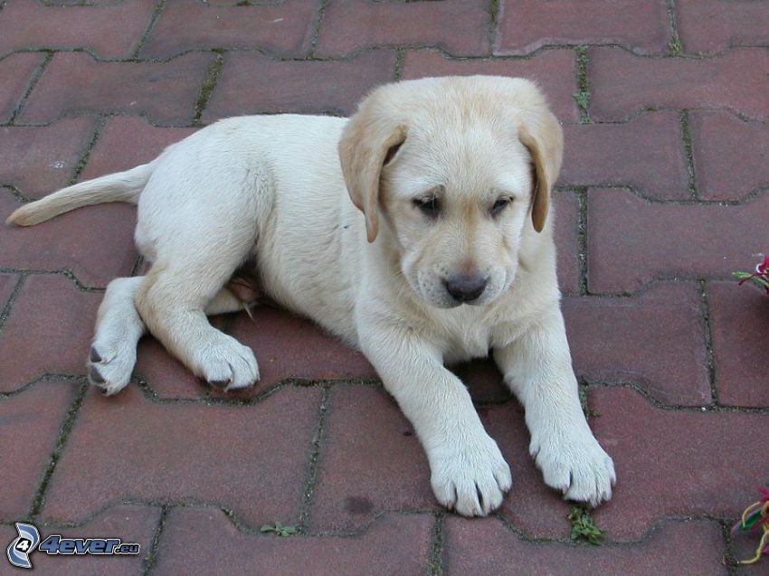 Labrador puppy, pavement