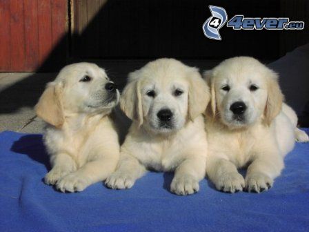 Labrador puppy, puppies