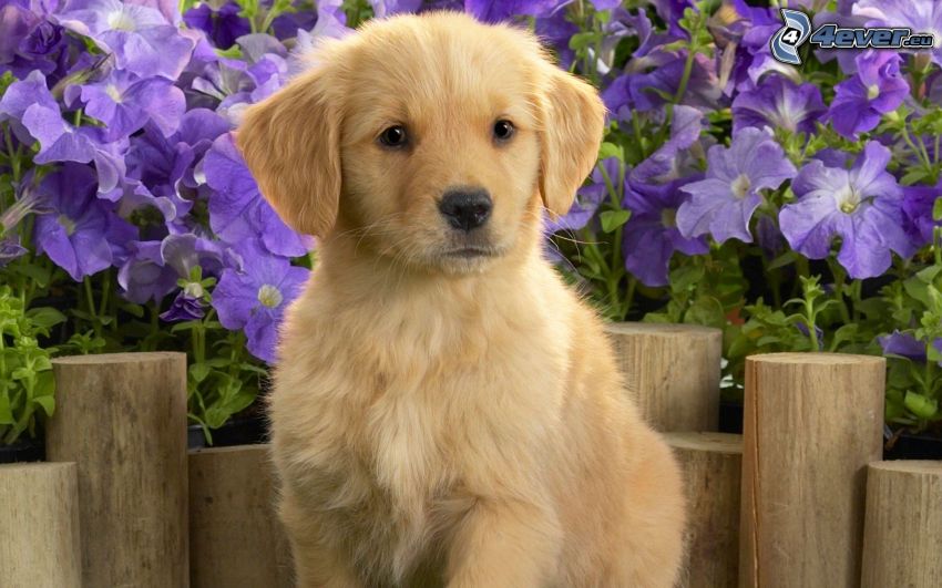 Labrador puppy, purple flowers