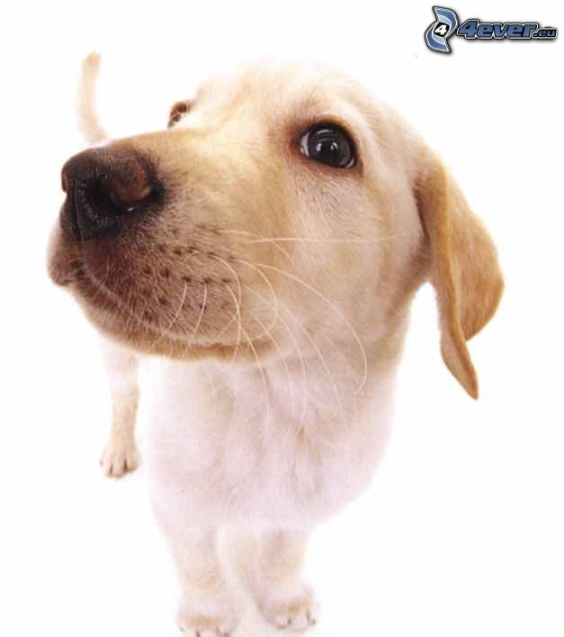 Labrador puppy, snout