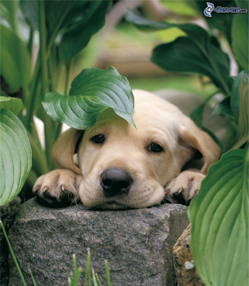 Labrador puppy, stone, plants