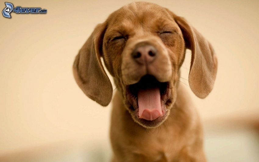 Labrador puppy, yawn