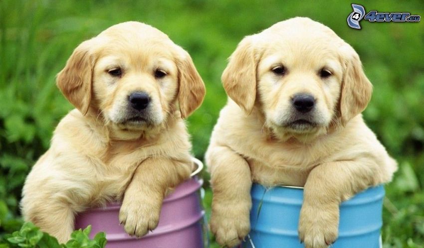 labrador retriever, puppies, barrels