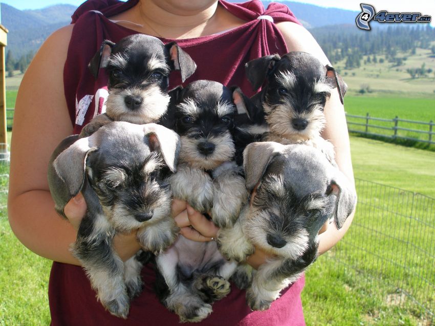 miniature schnauzer, puppies