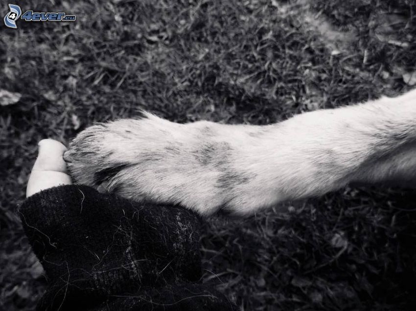 paw, hand, friendship, black and white photo