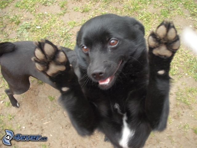 playful puppy, black dog, paws