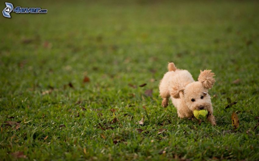 poodle, brown puppy, tennis ball, game