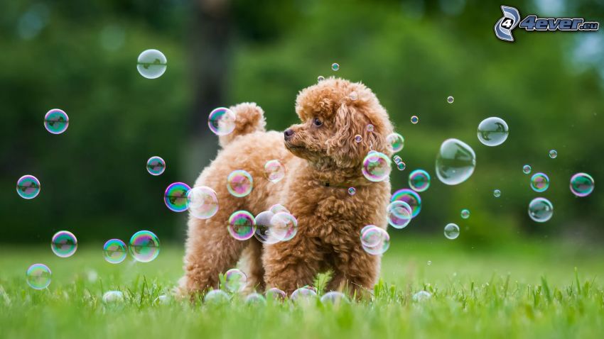 poodle, bubbles, look