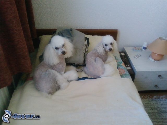 poodle, dog on the bed, room