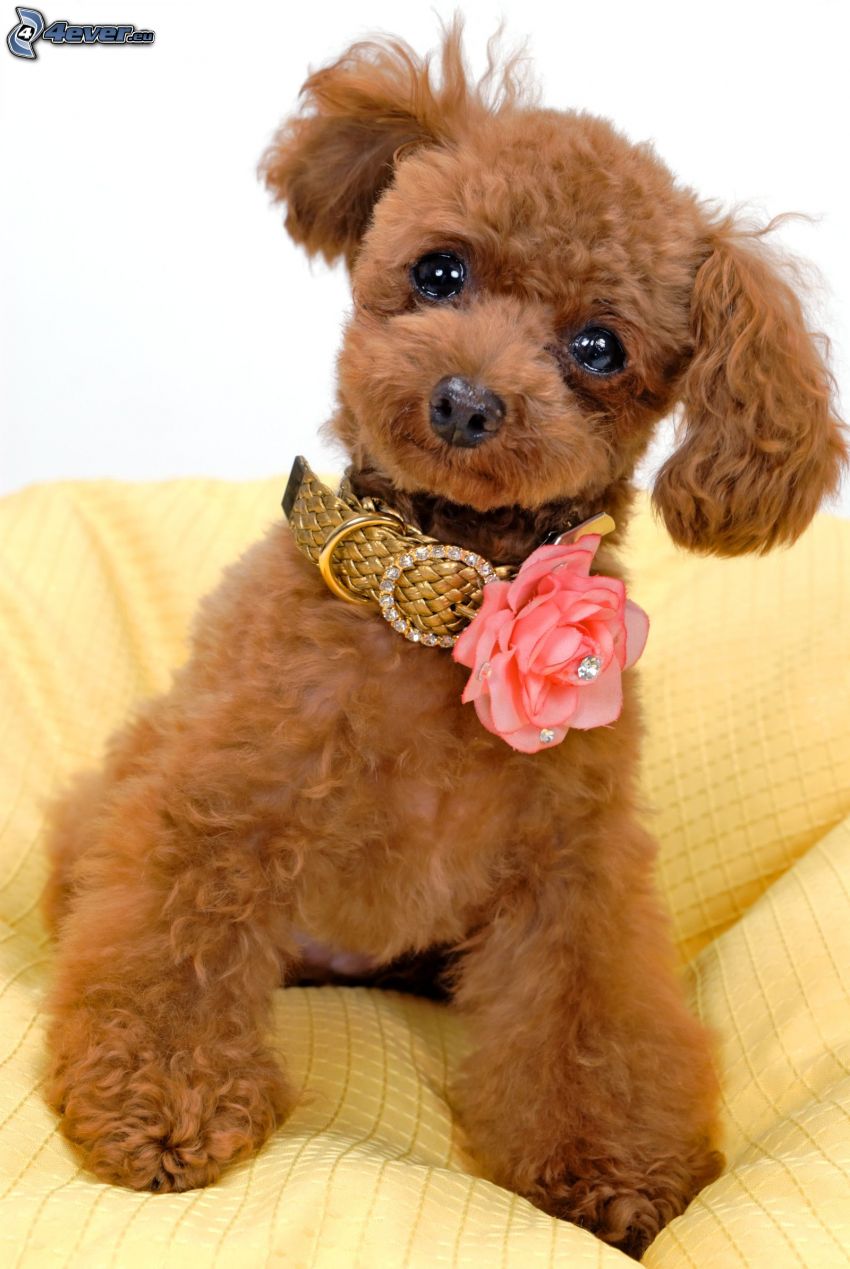 poodle, orange rose, collar, dog look