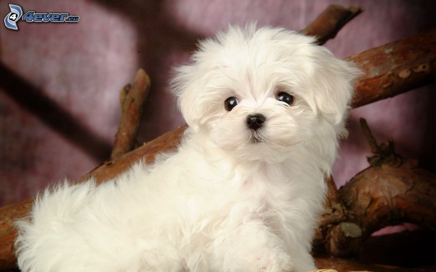 poodle, white dog