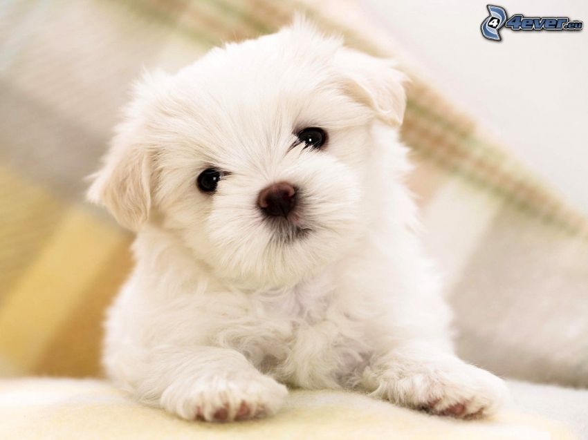 poodle, white dog