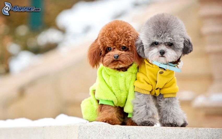 poodles, sweater