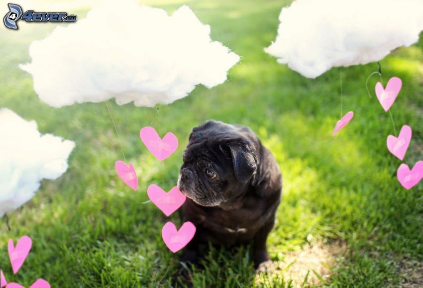 pug, pink hearts, clouds
