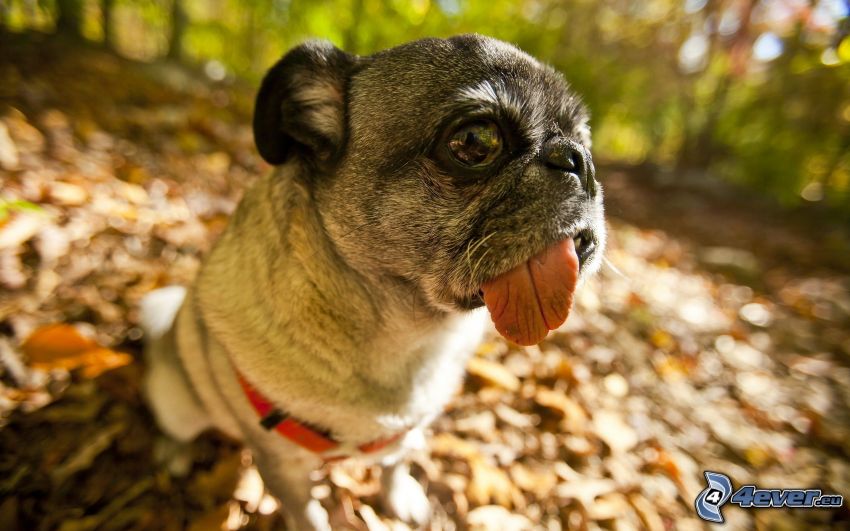 pug, put out the tongue