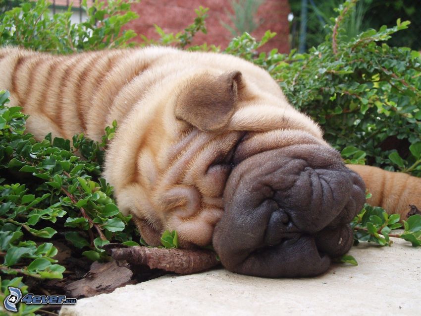 pug, sleeping dog