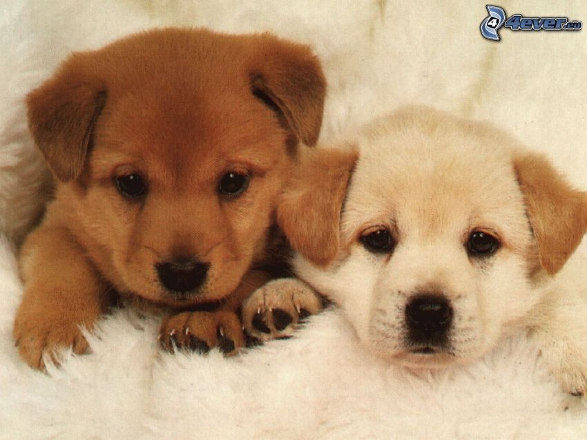 puppies, blanket, brown puppy
