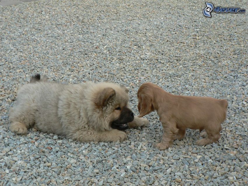 puppies, Chow Chow, cocker spaniel puppy, dogs