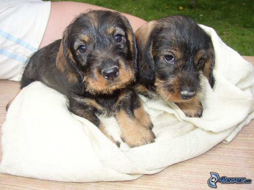 puppies, dachshunds