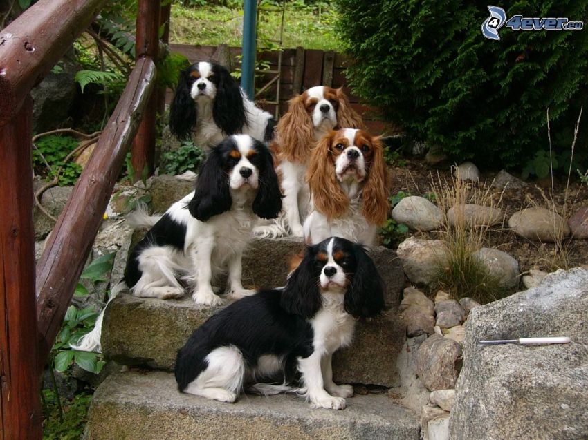 puppies, dog on the stairs
