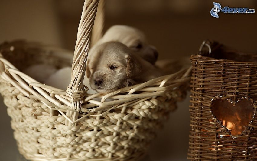 puppies, golden retriever, dogs in basket, heart