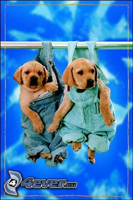 puppies, jeans