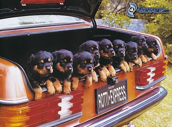 puppies, suitcase, car