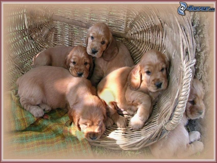puppies in basket, blanket