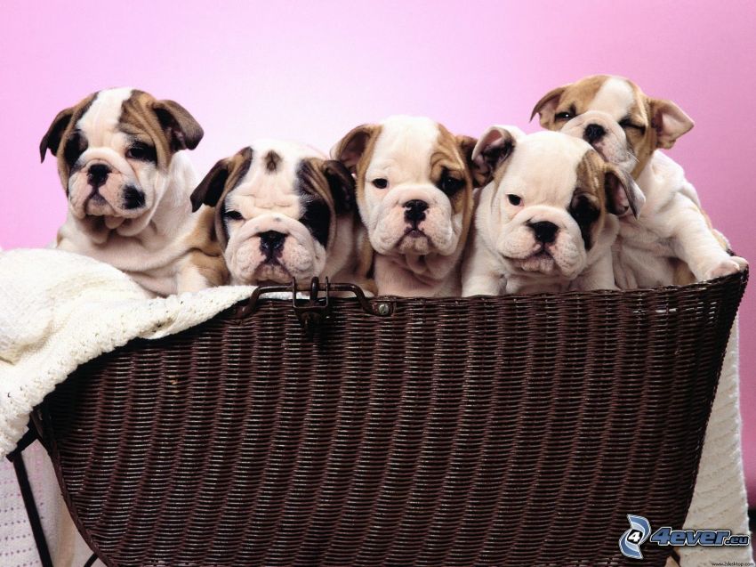 puppies in basket, boxer puppies