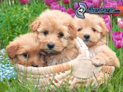 puppies in basket, brown puppies