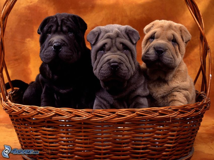 puppies in basket, Shar Pei puppies, three puppies