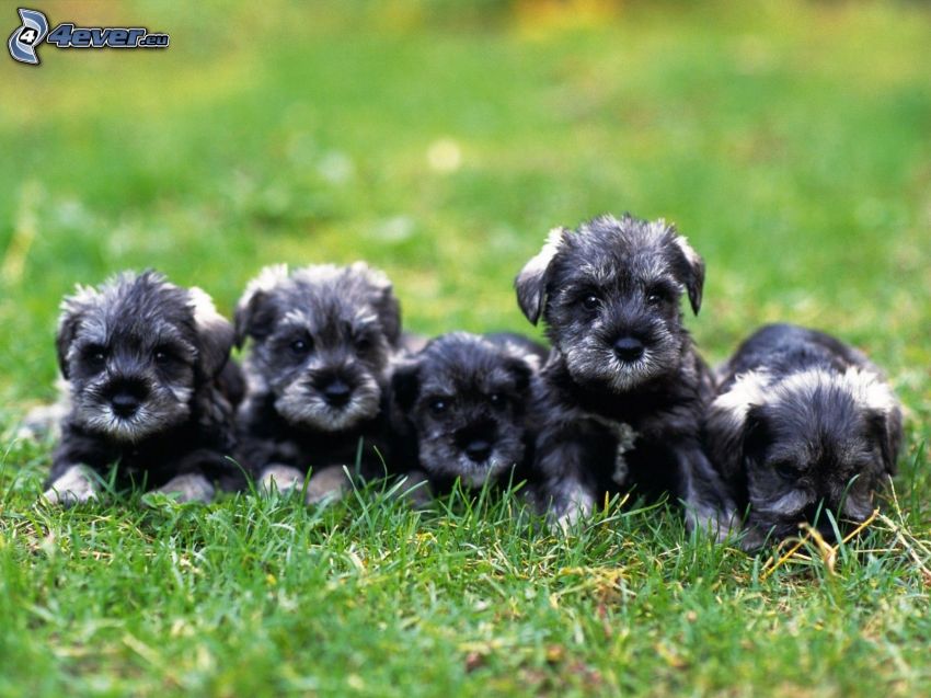 puppies on grass, miniature schnauzer
