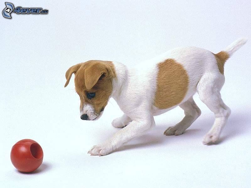 puppy, ball