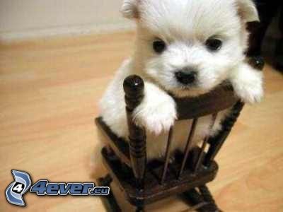 puppy, chair