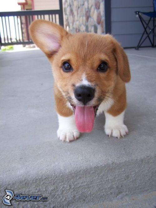 puppy, ear, tongue