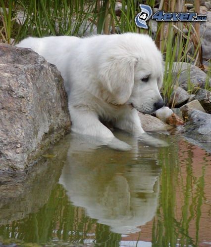 puppy, lake