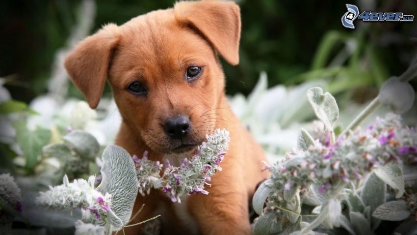 puppy, plant