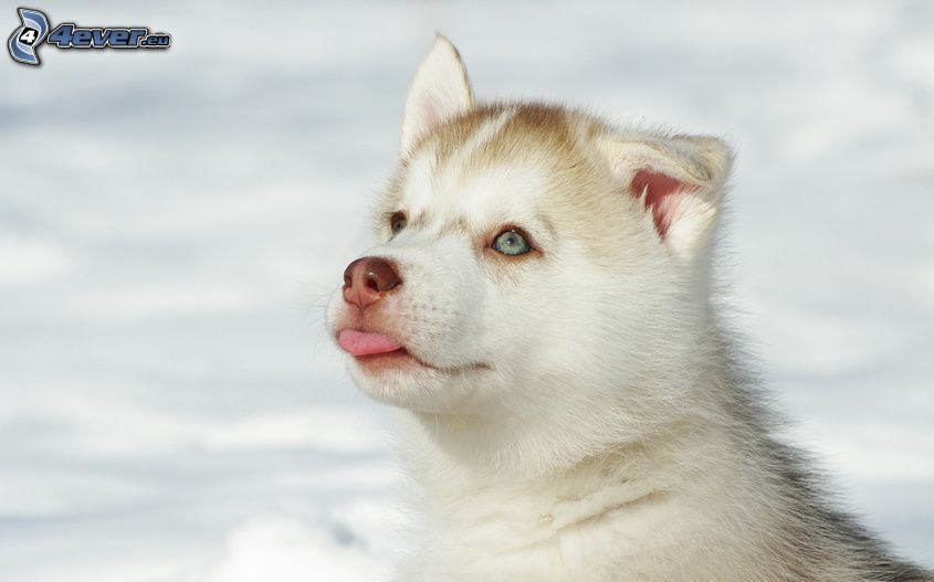 puppy, put out the tongue