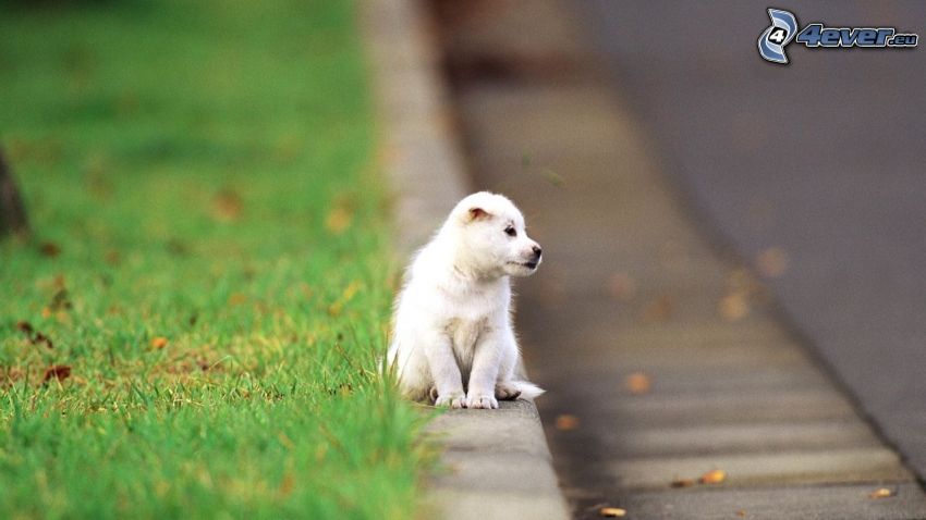 puppy, sidewalk