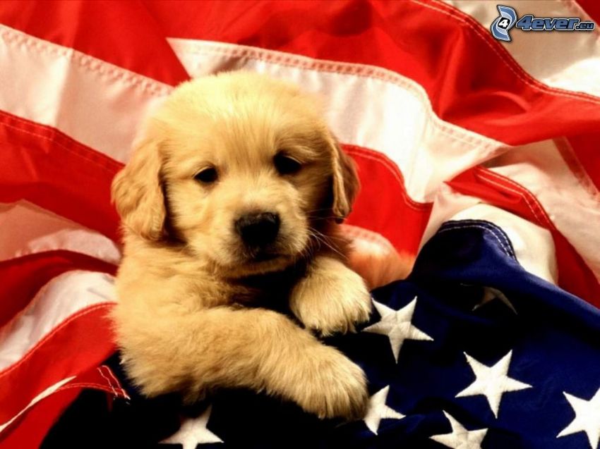 puppy, the USA flag